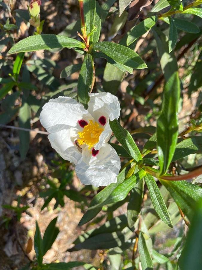 דירות וילה דה ריי Quinta Do Eco מראה חיצוני תמונה