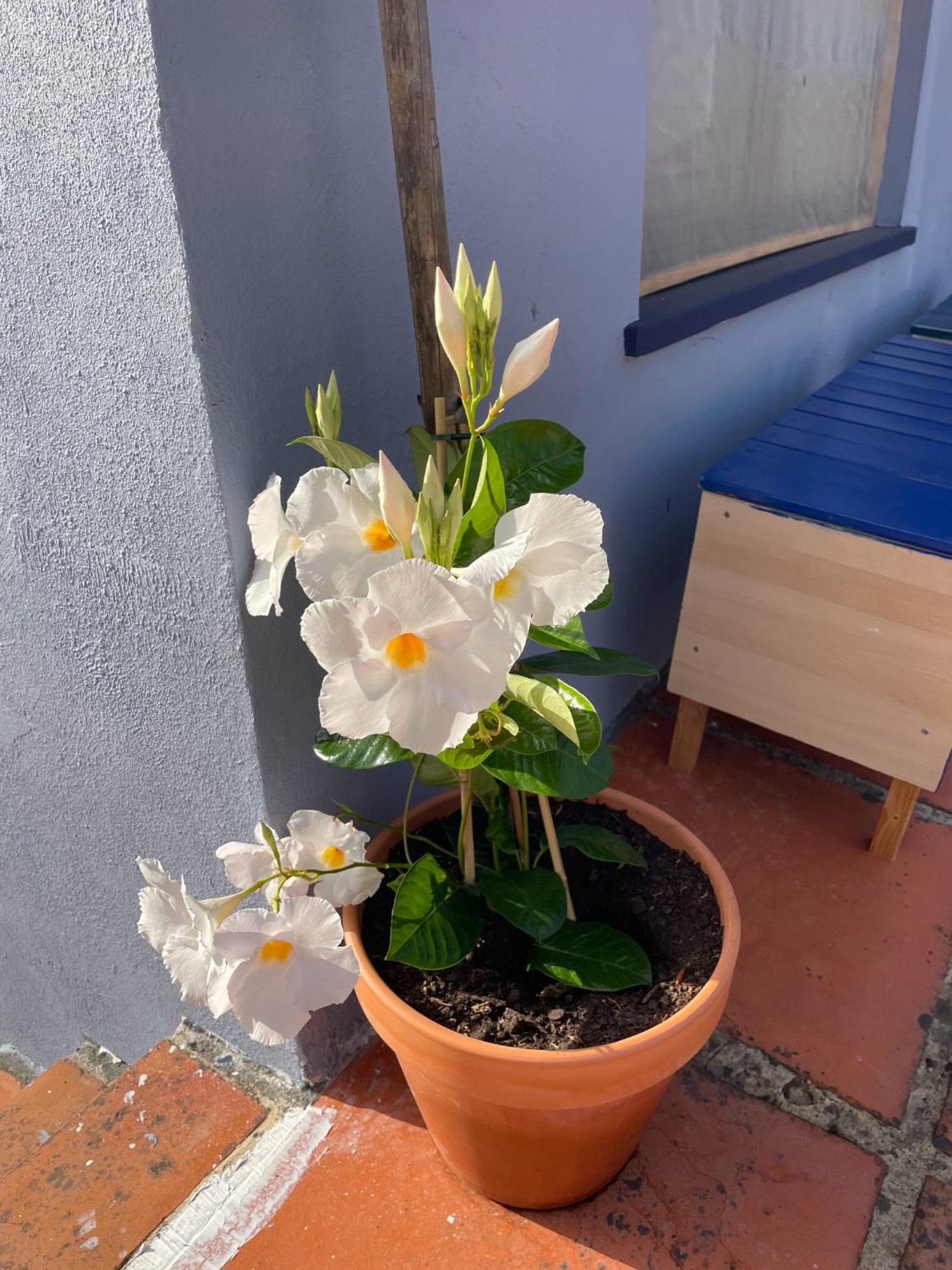 דירות וילה דה ריי Quinta Do Eco מראה חיצוני תמונה