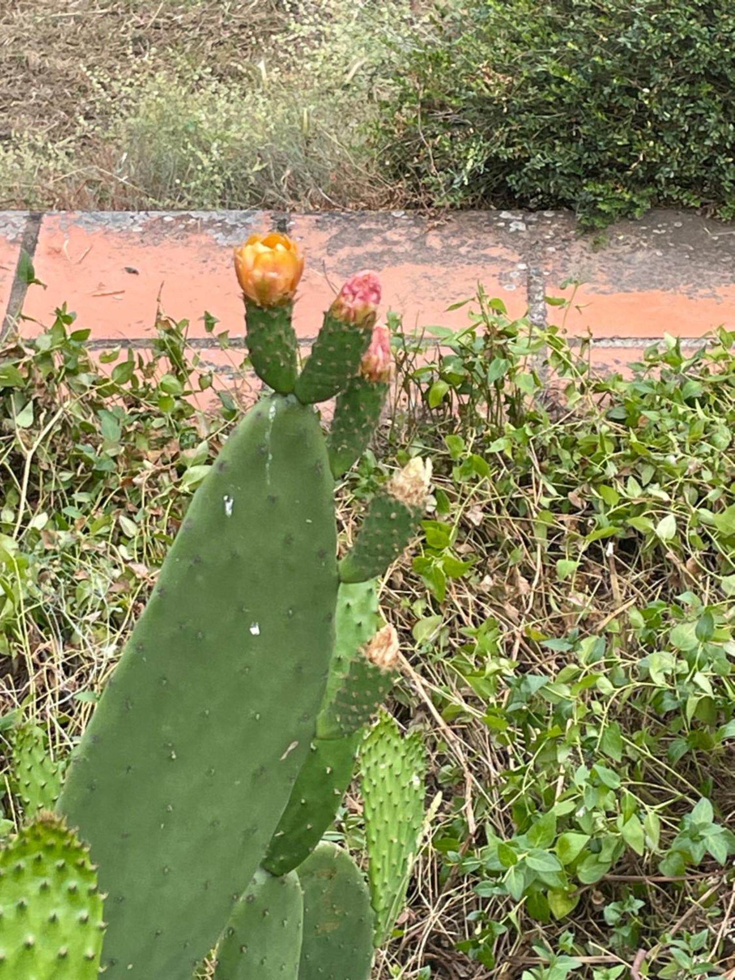 דירות וילה דה ריי Quinta Do Eco מראה חיצוני תמונה