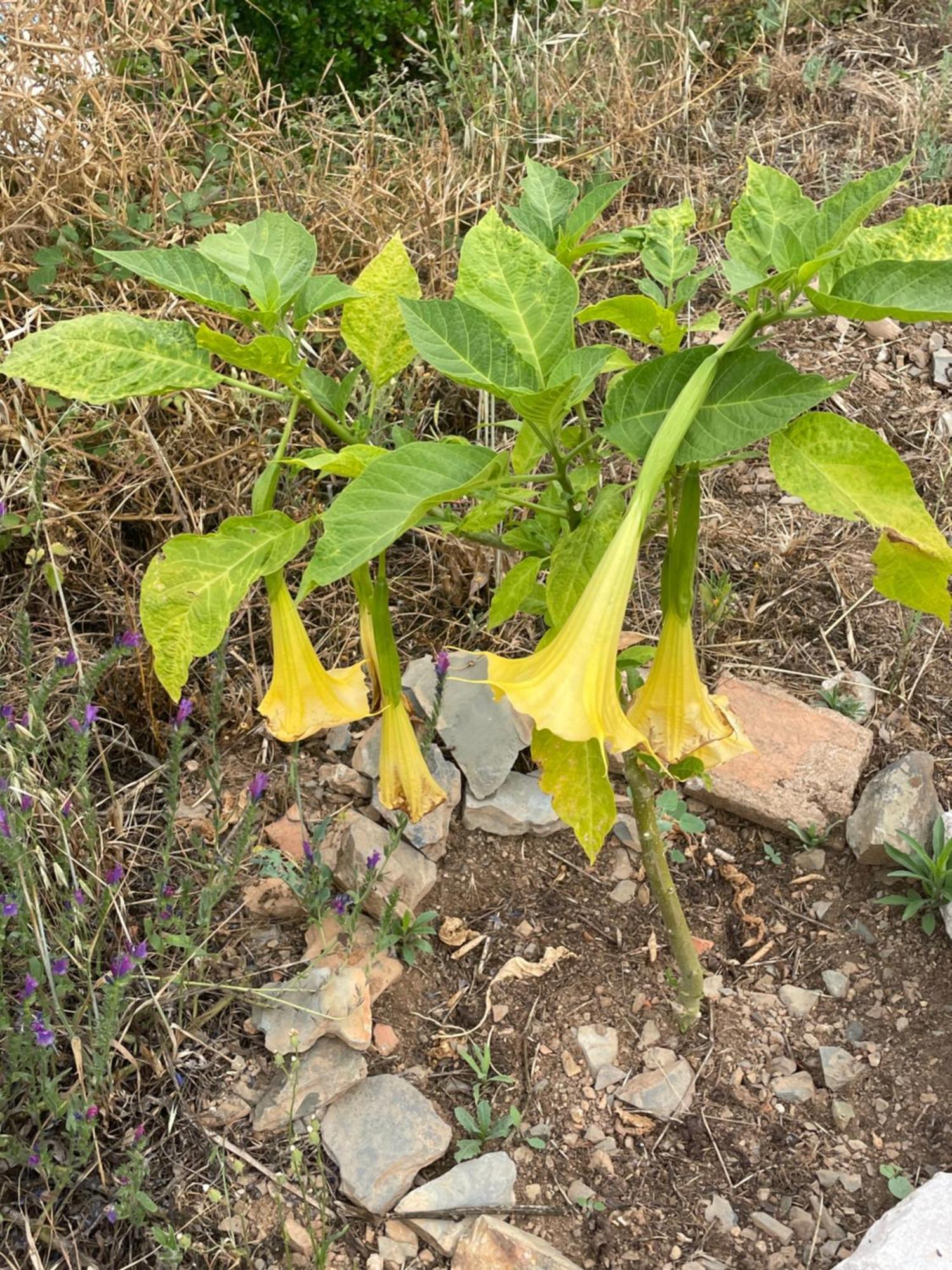דירות וילה דה ריי Quinta Do Eco מראה חיצוני תמונה